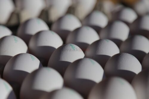 מגדלי העופות יוצאים למאבק נגד תוכנית משרד החקלאות ליבוא ביצים