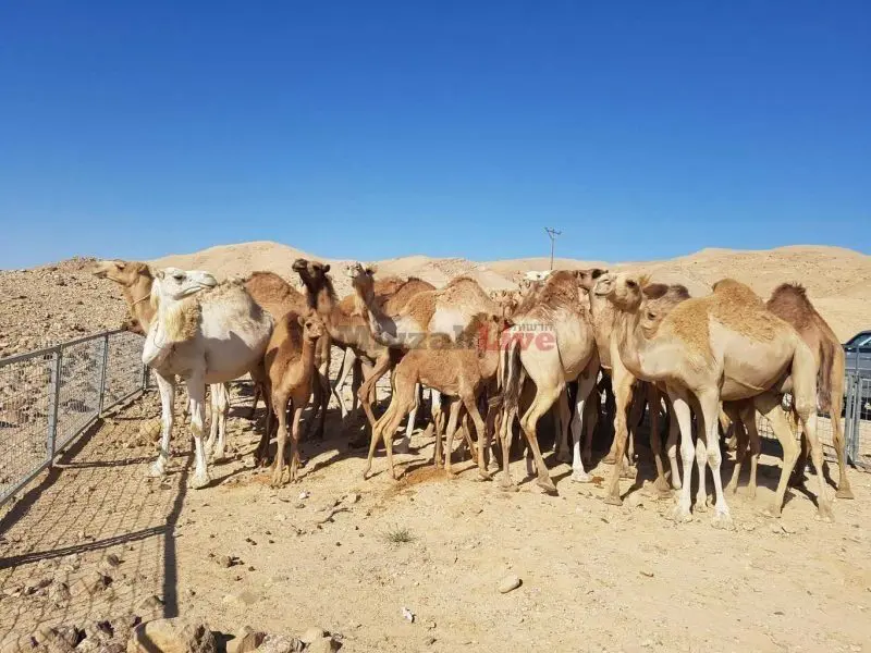 גמלים משוטטים בדרום משרד החקלאות