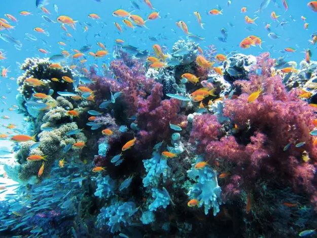 השרה זנדברג על הסכם קצא”א: “שונית האלמוגים באילת לא תאוים בשום תוספת סיכון”