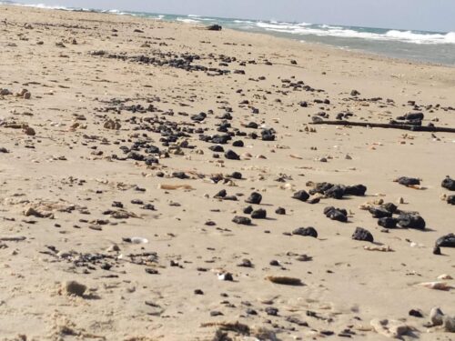 ביום שישי הקרוב: אלפי מתנדבים ייצאו ליום ניקוי החופים והים הגדול בעולם