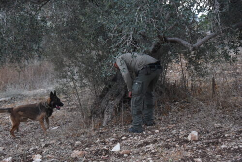 מבצע של 350 שוטרים שפשטו על 63 בתים בכפרים ערבים