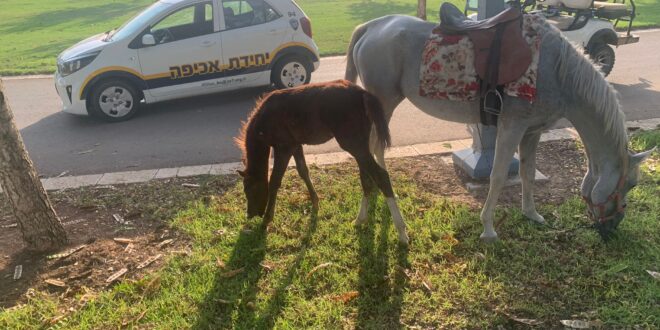 הסתובב בפארק עם סוסים, הפריע לאזרחים ונקנס על סך 730 ש"ח