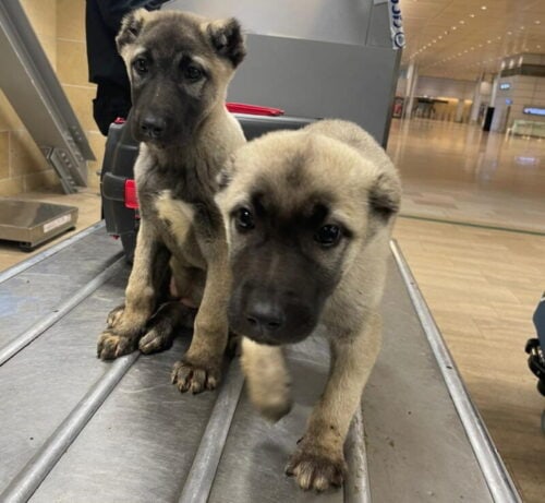 סוכל ניסיון הברחת שני כלבים מטורקיה לצורכי שמירה ועבודה