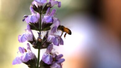 מחקר: משבר האקלים עלול לגרום למחלות במושבות הדבורים