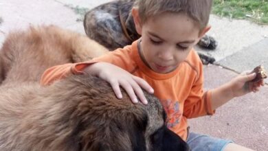 מחקר: אימון כלבים משפר יכולות תקשורתיות וחברתיות בילדים על רצף האוטיזם