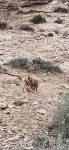 רשות הטבע והגנים: תיעוד ראשון של צאצאי יעלים בשמורת מצוק הצינים