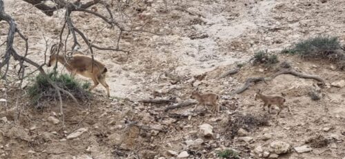 רשות הטבע והגנים: תיעוד ראשון של צאצאי יעלים בשמורת מצוק הצינים