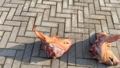 שני ראשי חזיר נזרקו לביתו של בעלי הפועל תל אביב