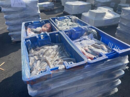 fish smuggling
