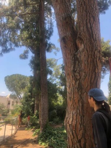 נשלח במייל ניתן להשתמש בתמונות המצורפות ללא מתן קרדיט