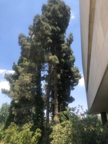 נשלח במייל ניתן להשתמש בתמונות המצורפות ללא מתן קרדיט