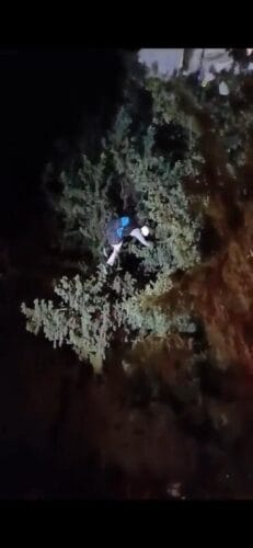 חילוץ צנחן שנתקע על עץ - לילה
